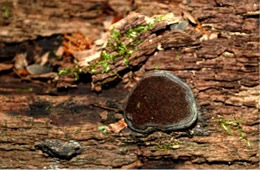 Polypore Mushroom