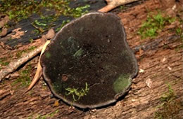 Polypore Mushroom