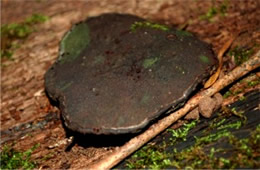 Polypore Mushroom