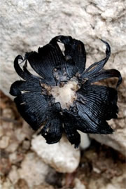 Black Top Mushroom