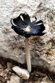 Black Top Mushroom