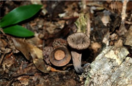 Craterellus cornucopioides - Black Trumpet Mushroom