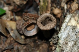 Craterellus cornucopioides - Black Trumpet Mushroom