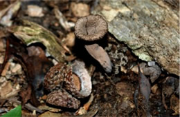 Craterellus cornucopioides - Black Trumpet Mushroom