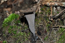 Craterellus cornucopioides - Black Trumpet Mushroom