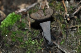 Craterellus cornucopioides - Black Trumpet Mushroom