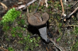 Craterellus cornucopioides - Black Trumpet Mushroom