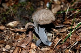 Craterellus cornucopioides - Black Trumpet Mushroom