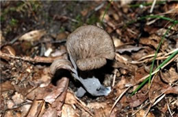 Craterellus cornucopioides - Black Trumpet Mushroom