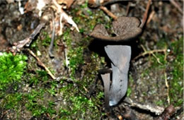 Craterellus cornucopioides - Black Trumpet Mushroom