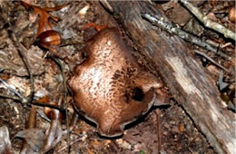 Polypore Mushroom