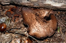 Polypore Mushroom