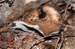 Polypore Mushroom