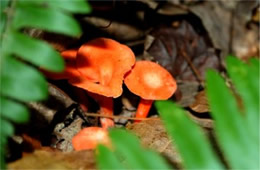 Cantharellus cinnabarinus - Red Chanterelle