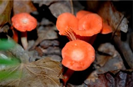 Cantharellus cinnabarinus - Red Chanterelle