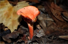 Cantharellus cinnabarinus - Red Chanterelle