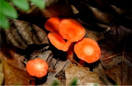 Cantharellus cinnabarinus - Red Chanterelle