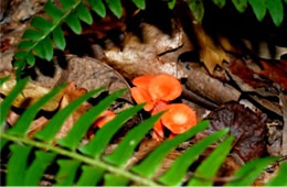 Cantharellus cinnabarinus - Red Chanterelle