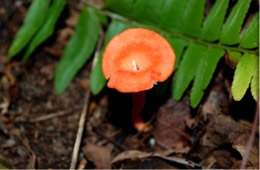 Cantharellus cinnabarinus - Red Chanterelle