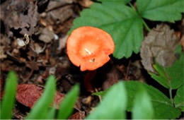 Cantharellus cinnabarinus - Red Chanterelle