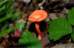 Cantharellus cinnabarinus - Red Chanterelle