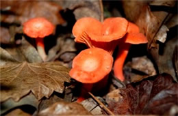 Cantharellus cinnabarinus - Red Chanterelle