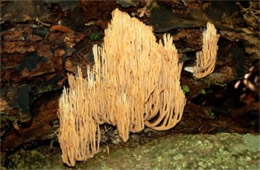 Artomyces pyxidatus - Coral Mushroom