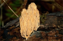 Coral Mushroom