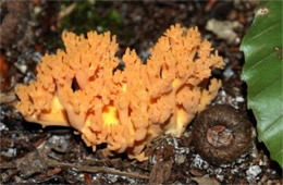 fungi edupic decomposer pocahontas