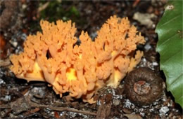 Coral Mushroom