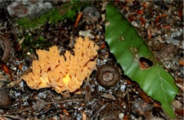 Coral Mushroom