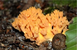 Coral Mushroom