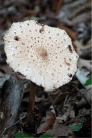 Mushroom