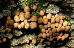 Coprinellus disseminatus - Inky Cap Tree Mushroom