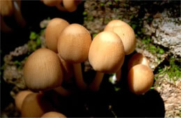 Coprinellus disseminatus - Inky Cap Tree Mushroom