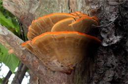 Laetiporus - PolyPore Mushroom