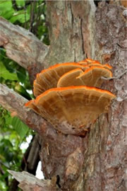 Laetiporus - PolyPore Mushroom