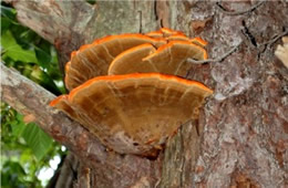 Laetiporus - PolyPore Mushroom