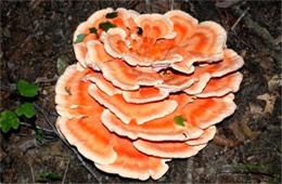 Laetiporus - PolyPore Mushroom