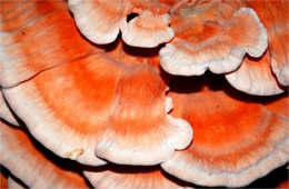 Laetiporus - PolyPore Mushroom