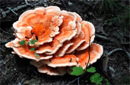 Laetiporus - PolyPore Mushroom