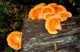 Laetiporus - PolyPore Mushroom