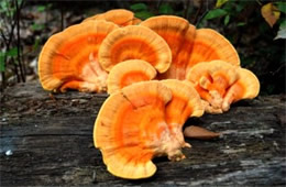 Laetiporus - PolyPore Mushroom