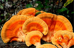 Laetiporus - PolyPore Mushroom