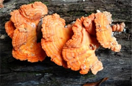 Laetiporus - PolyPore Mushroom