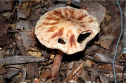 Mushroom