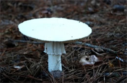 Mushroom