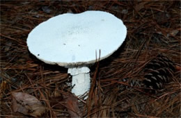 Mushroom