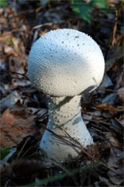 Mushroom