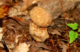 Mushroom